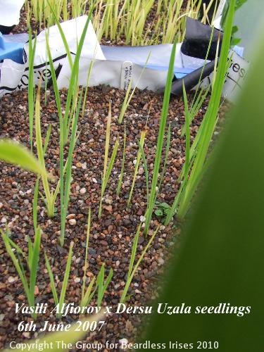 05 Vasili Alfioro x Dersu Uzala sdgs 6.6.2007